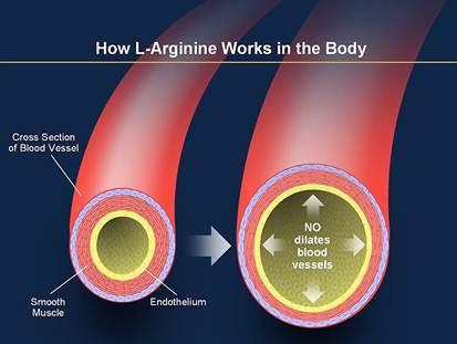 l-arginine