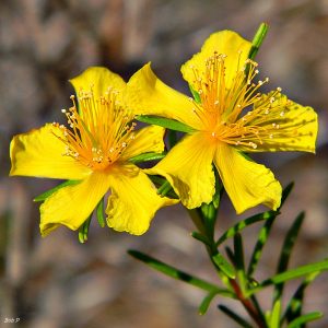 herbs-for-depression