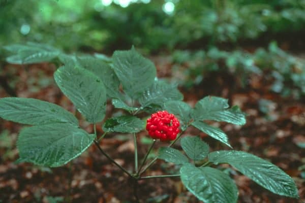 ginseng in nature
