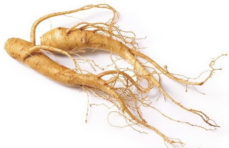 ginseng