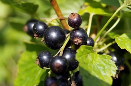 Health Benefits of Black Currant