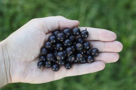 Health Benefits of Black Currant