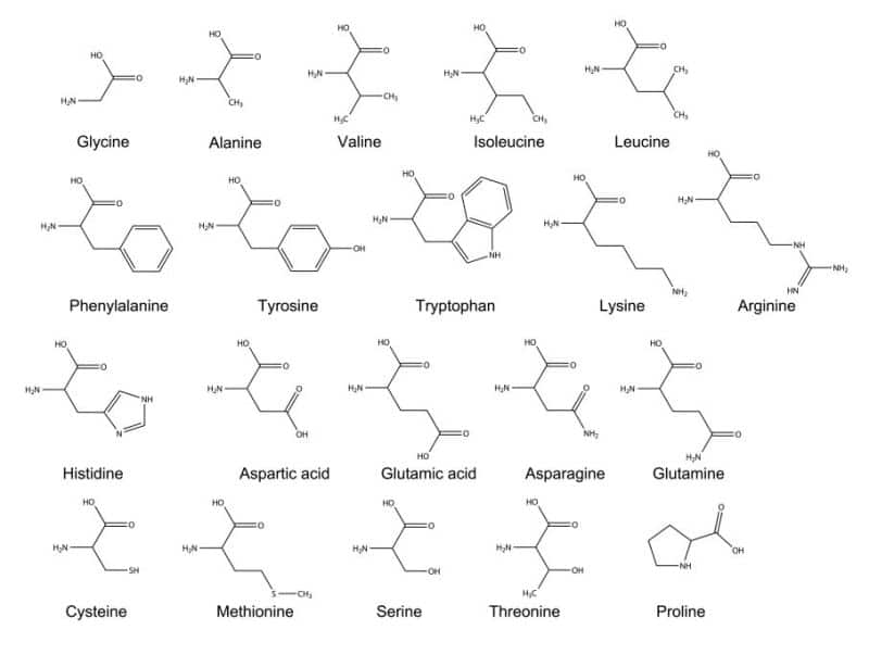 Chemical Structure of Basic Amino Acids