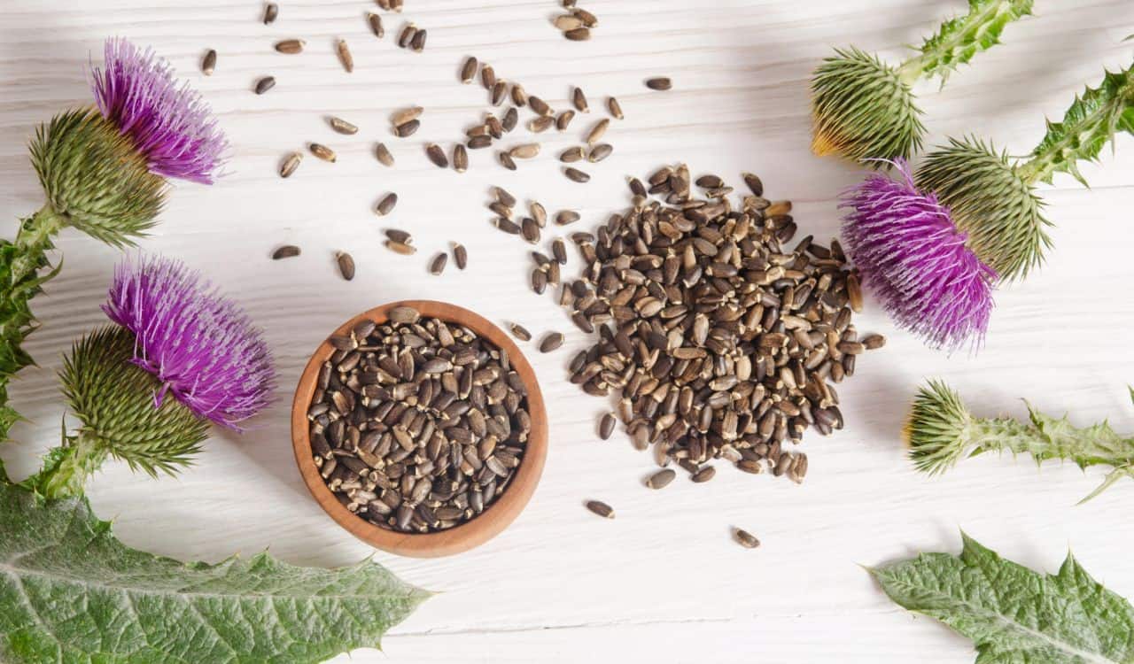 Milk Thistle Seeds