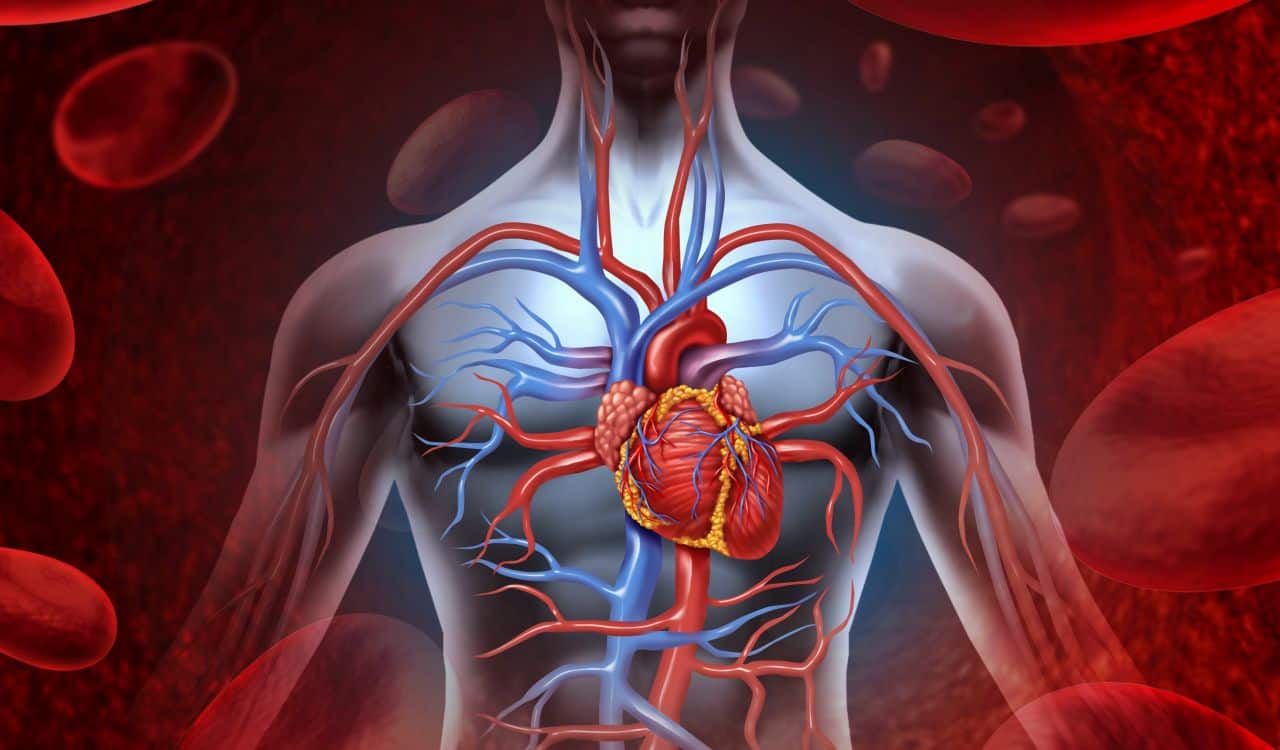 Human Blood Flow And Circulation