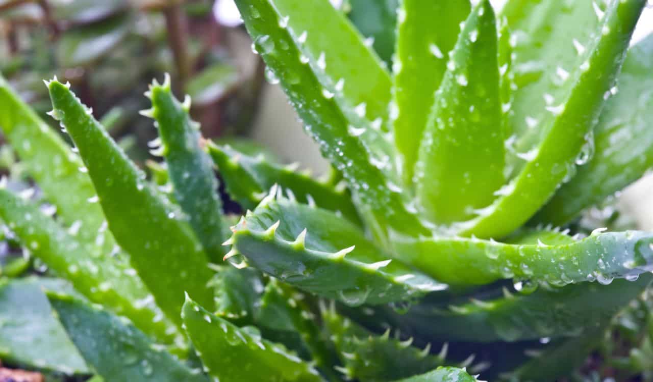 Aloe Vera Plants