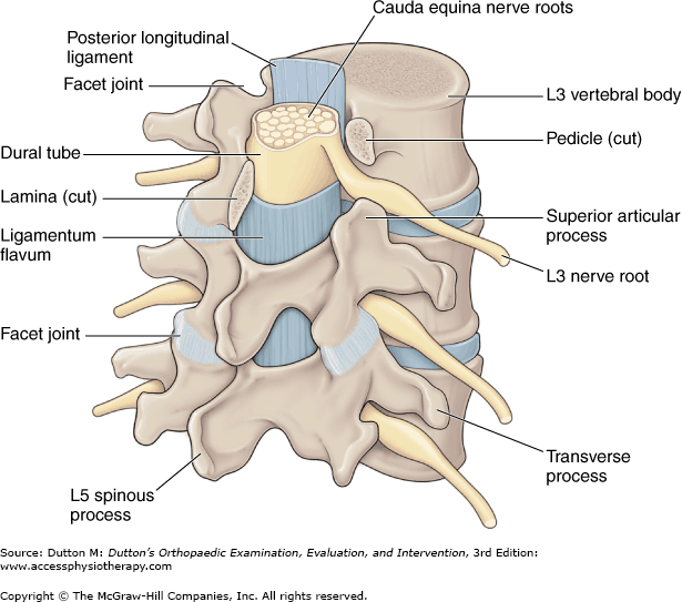 Lumbar Spine