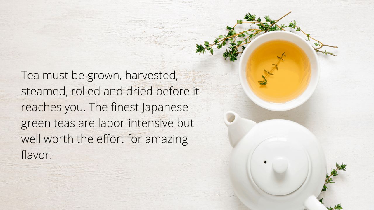 facts about japanese tea