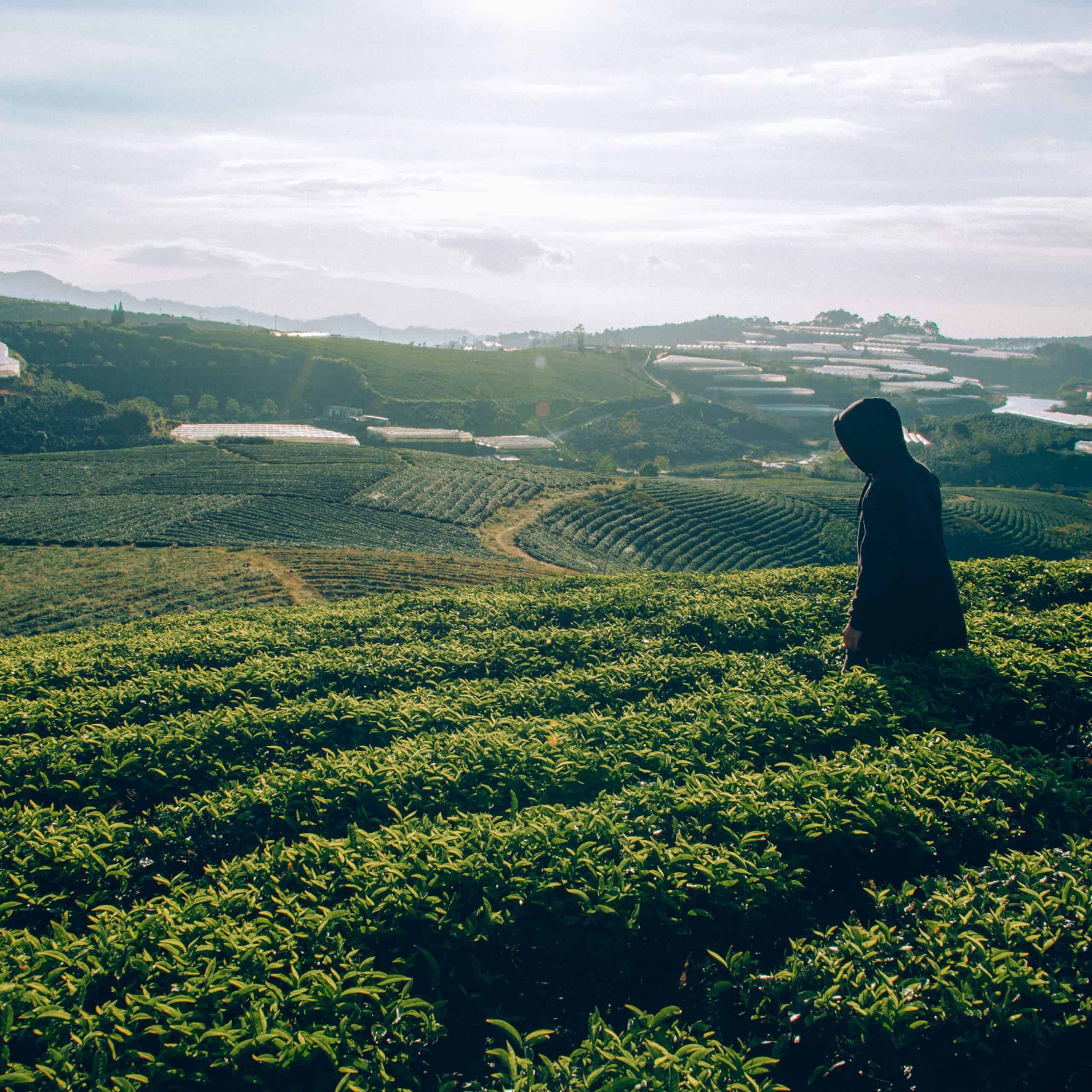 tea field with a man 