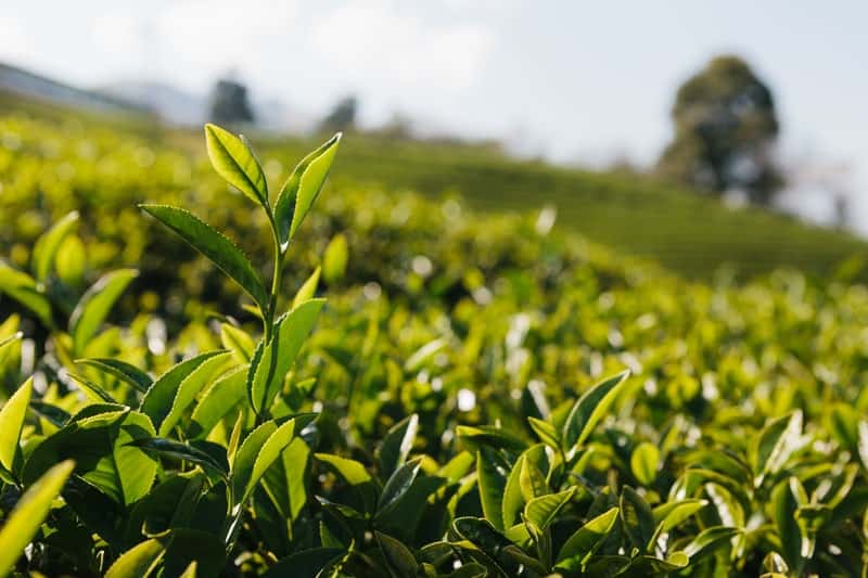 White Tea vs Black Tea Comparison, Benefits, and Contraindications