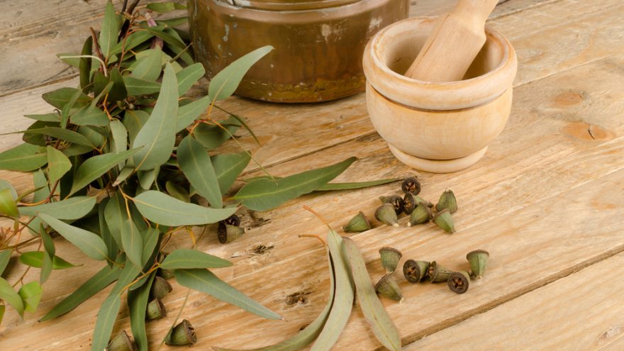 5 Ways Eucalyptus Oil Can Help You find out all the benefits of eucalyptus oil