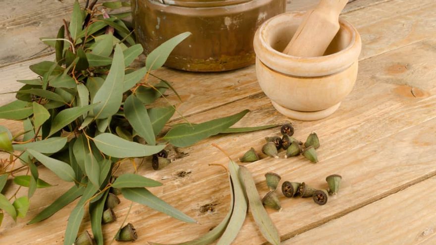 find out all the benefits of eucalyptus oil