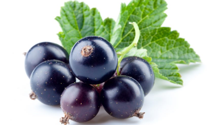 6 Health Benefits of Black Currant black currants benefits