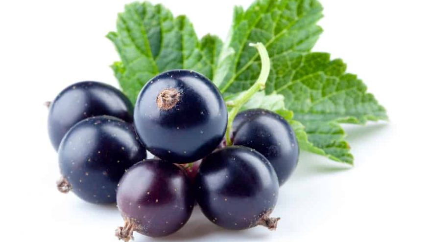 black currants benefits