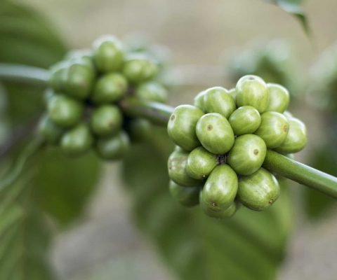 we rated the best green coffee beans for weight loss