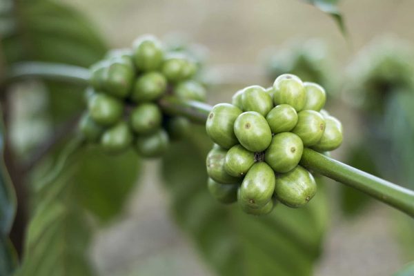we rated the best green coffee beans for weight loss