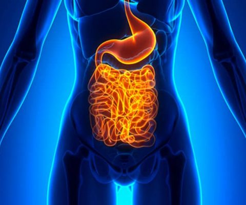 the brain gut connection