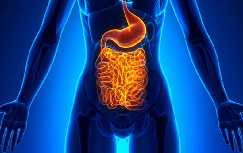 the brain gut connection