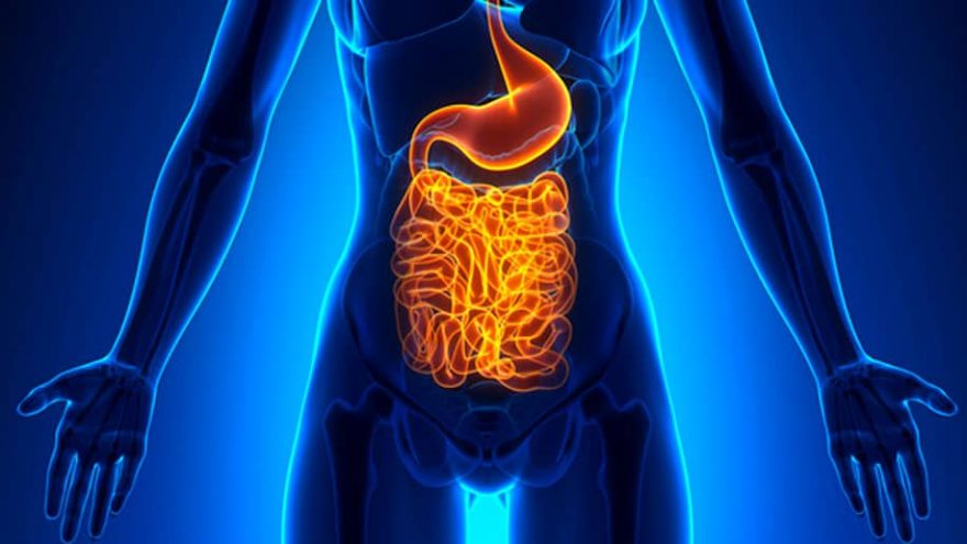 the brain gut connection