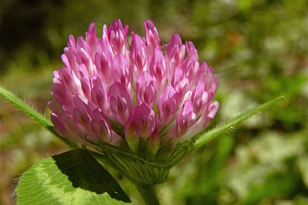 we reviewed the best red clover teas and supplements