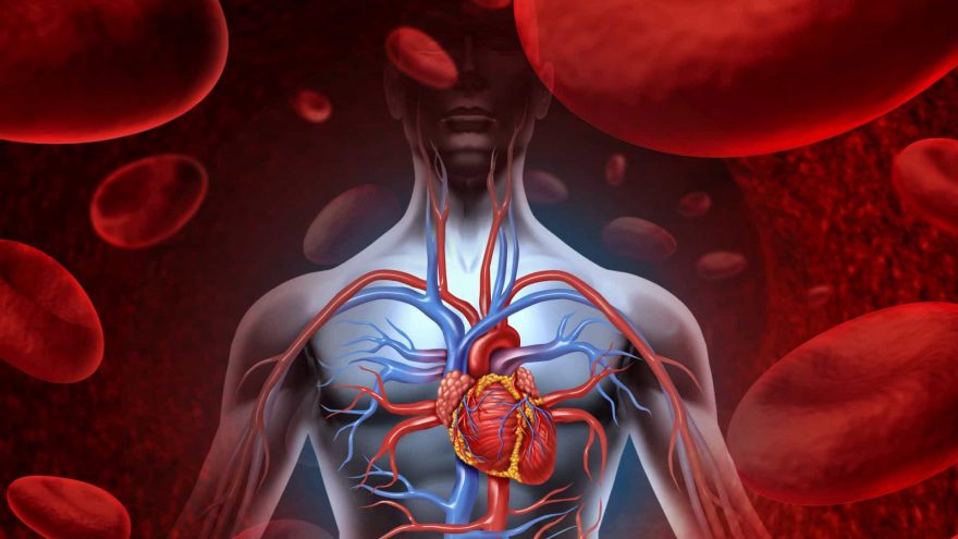 Human Heart Blood System