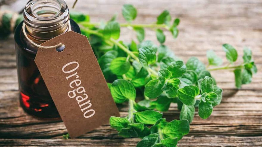 oregano oil benefits