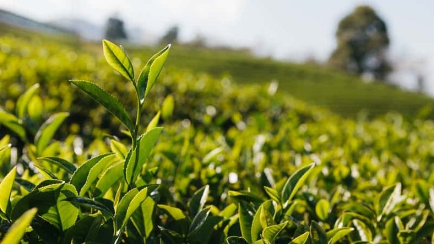 White Tea vs Black Tea: Comparison, Benefits, and Contraindications black tea vs white tea. Which one?