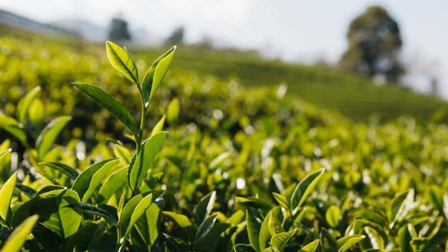 black tea vs white tea. Which one?