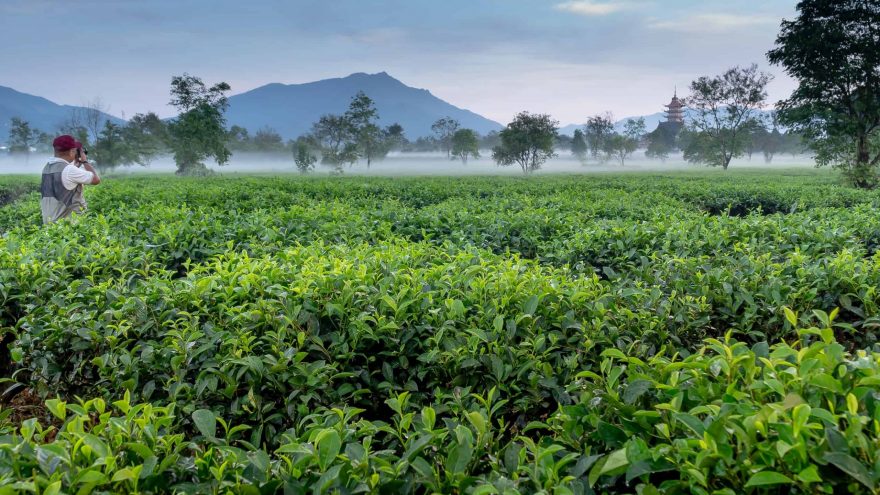 green tea vs white tea